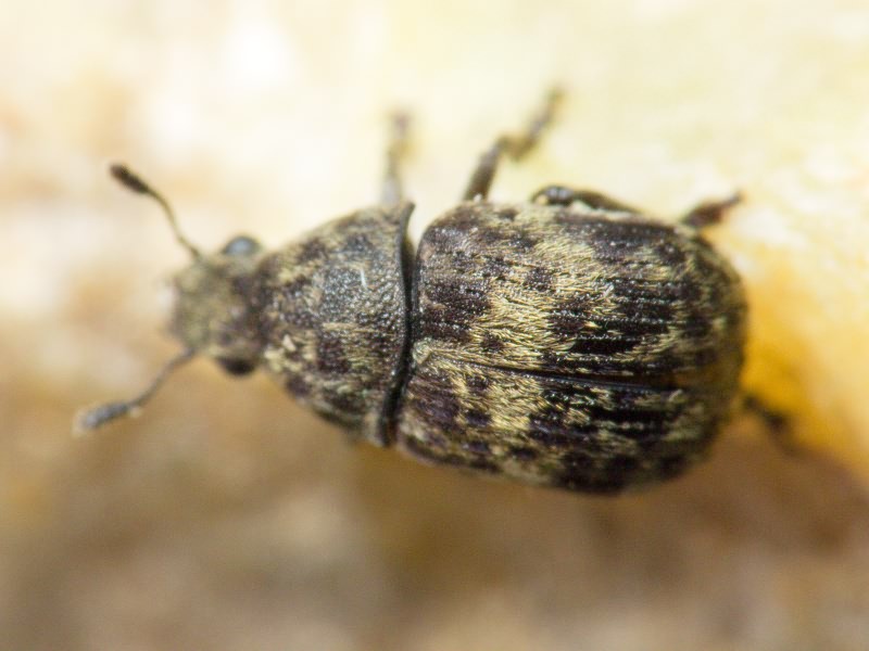 Anthribus nebulosus Förster, 1771